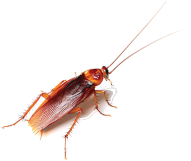 prusak